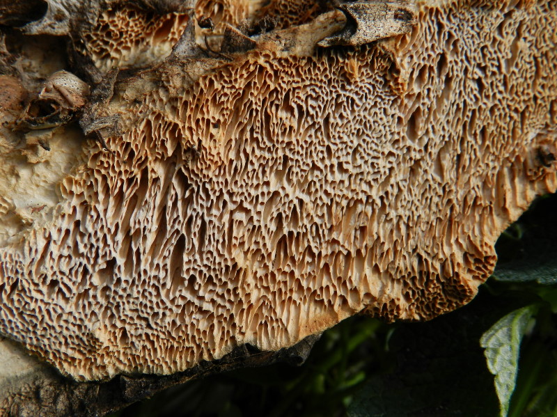 Su latifoglia